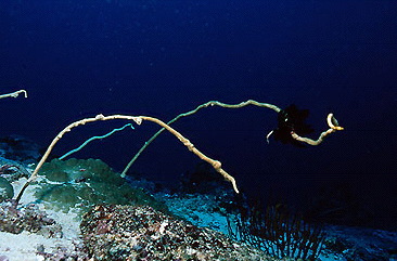  Junceella fragilis (Delicate Sea Whip)